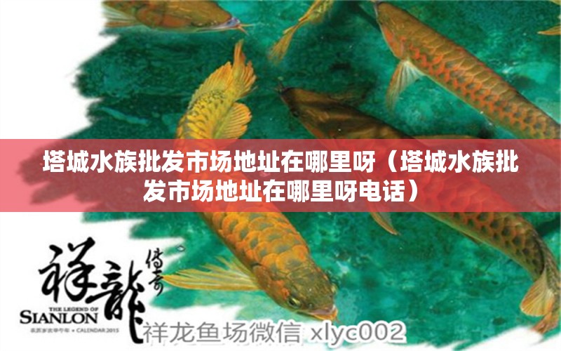 塔城水族批發(fā)市場(chǎng)地址在哪里呀（塔城水族批發(fā)市場(chǎng)地址在哪里呀電話） 觀賞魚(yú)水族批發(fā)市場(chǎng)