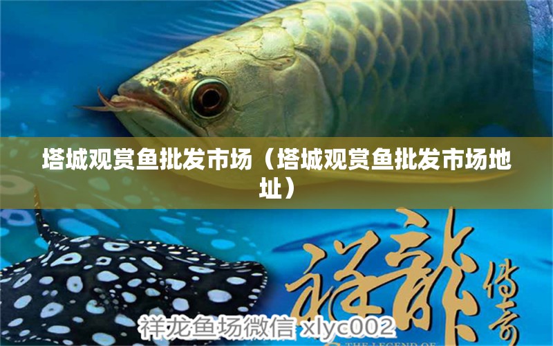 塔城觀賞魚批發(fā)市場（塔城觀賞魚批發(fā)市場地址）