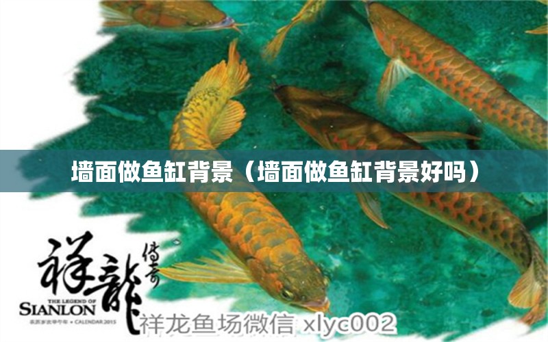 墻面做魚缸背景（墻面做魚缸背景好嗎）