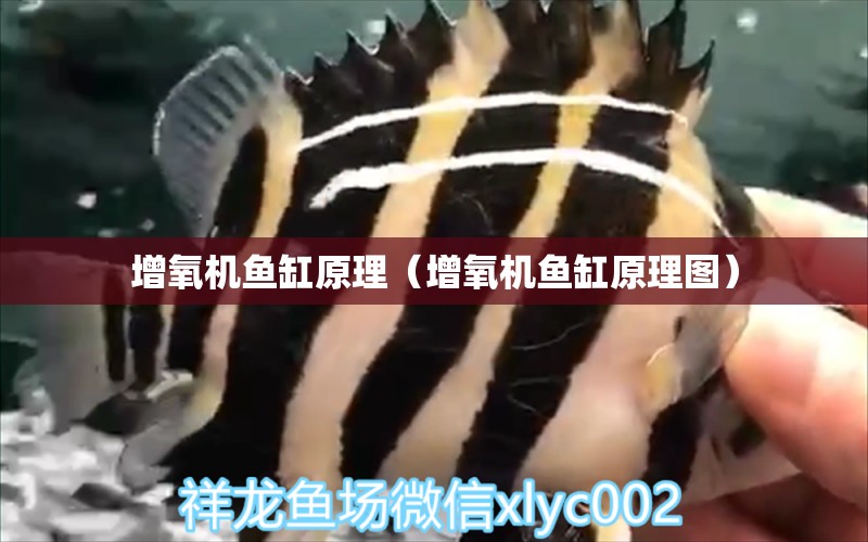 增氧機魚缸原理（增氧機魚缸原理圖） 祥龍水族醫(yī)院