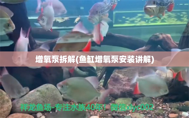 增氧泵拆解(魚(yú)缸增氧泵安裝講解)