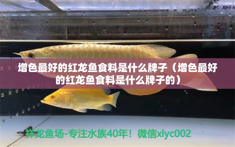 增色最好的紅龍魚(yú)食料是什么牌子（增色最好的紅龍魚(yú)食料是什么牌子的）