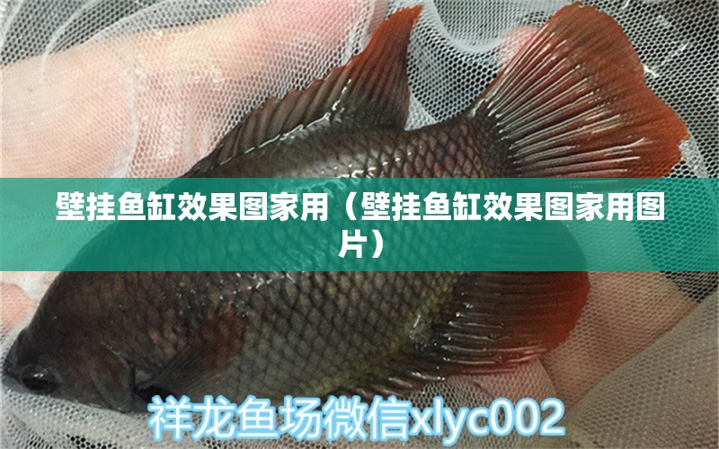 壁掛魚缸效果圖家用（壁掛魚缸效果圖家用圖片）