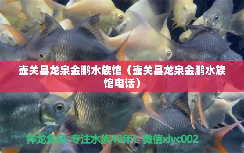 壺關(guān)縣龍泉金鵬水族館（壺關(guān)縣龍泉金鵬水族館電話） 全國水族館企業(yè)名錄