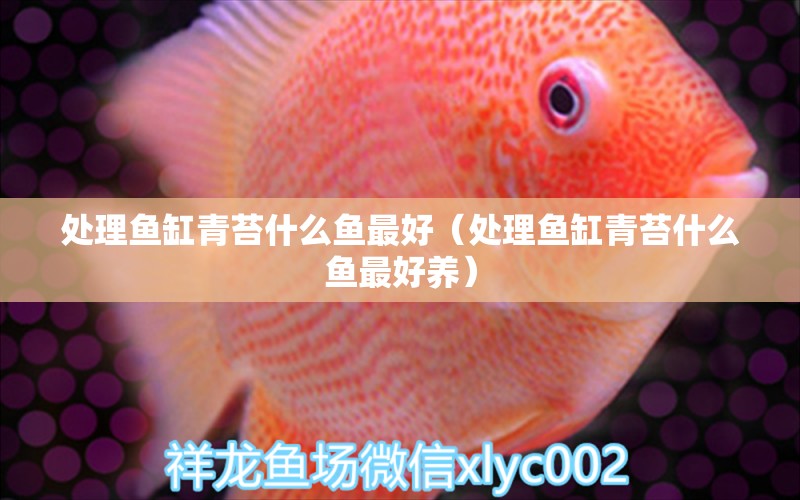 處理魚缸青苔什么魚最好（處理魚缸青苔什么魚最好養(yǎng)） 量子養(yǎng)魚技術(shù)