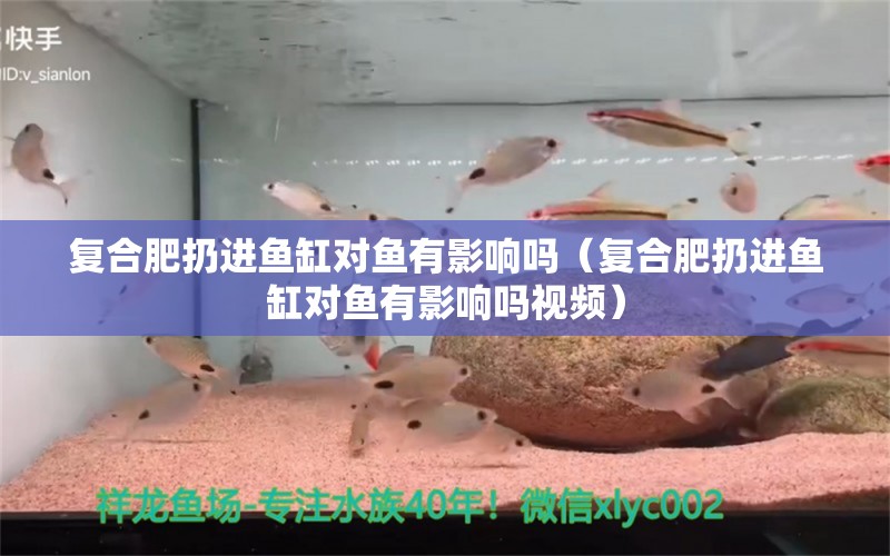 復(fù)合肥扔進(jìn)魚缸對魚有影響嗎（復(fù)合肥扔進(jìn)魚缸對魚有影響嗎視頻） 泰龐海蓮魚