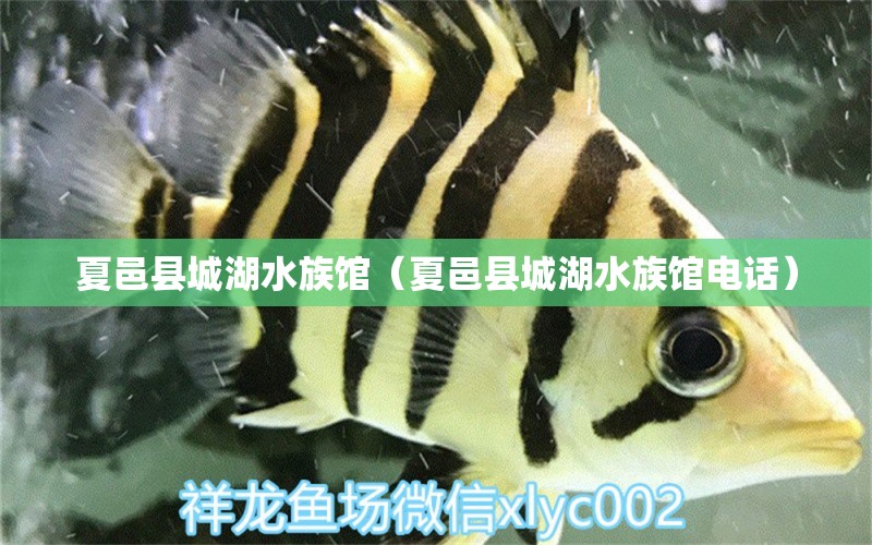 夏邑縣城湖水族館（夏邑縣城湖水族館電話）