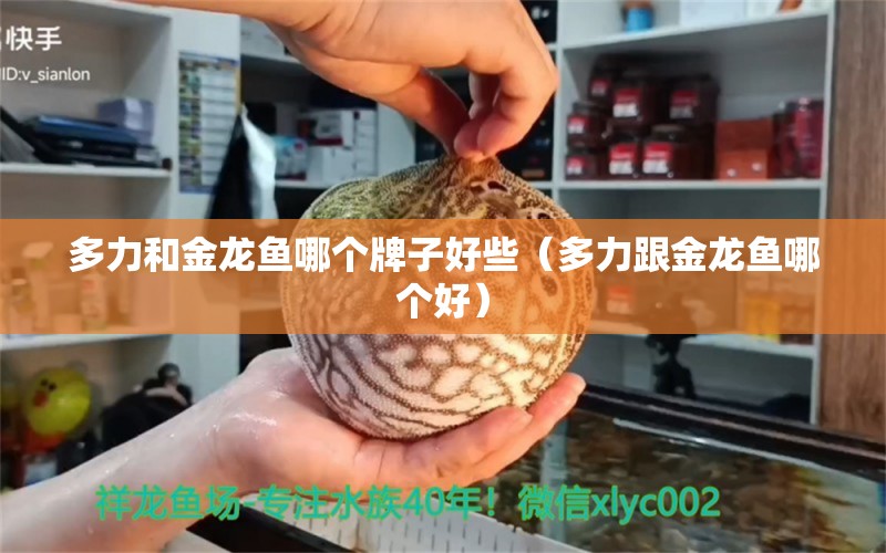 多力和金龍魚哪個牌子好些（多力跟金龍魚哪個好） 恐龍王魚