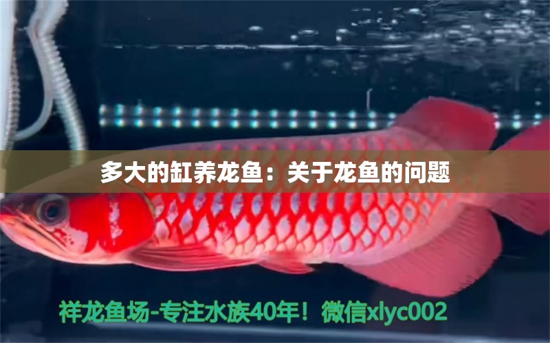 多大的缸養(yǎng)龍魚(yú)：關(guān)于龍魚(yú)的問(wèn)題 水族問(wèn)答 第2張