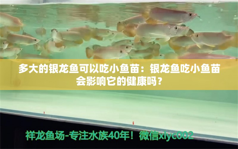 多大的銀龍魚可以吃小魚苗：銀龍魚吃小魚苗會(huì)影響它的健康嗎？ 水族問答 第2張