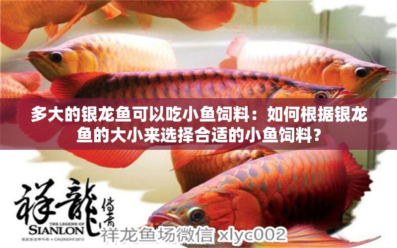 多大的銀龍魚可以吃小魚飼料：如何根據(jù)銀龍魚的大小來選擇合適的小魚飼料？ 水族問答 第2張