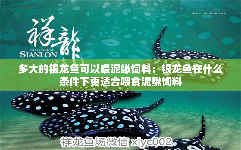 多大的銀龍魚可以喂泥鰍飼料：銀龍魚在什么條件下更適合喂食泥鰍飼料 水族問答 第2張