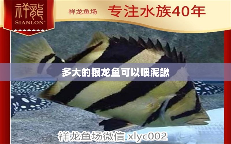 多大的銀龍魚可以喂泥鰍 水族問答 第2張