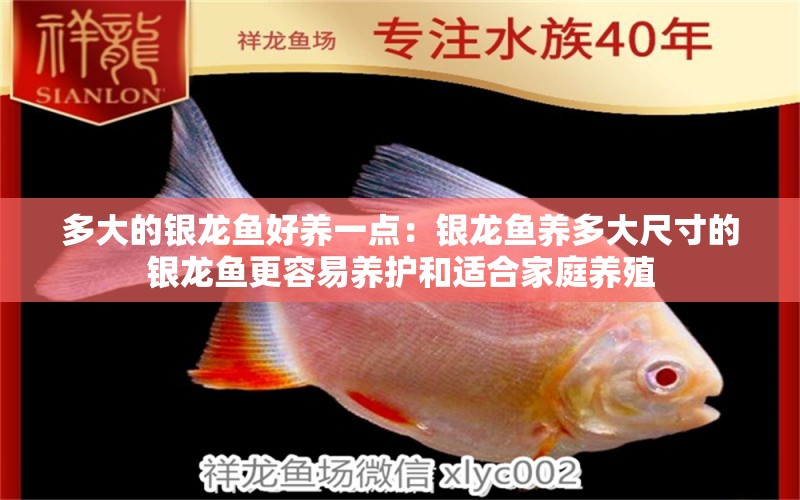 多大的銀龍魚好養(yǎng)一點(diǎn)：銀龍魚養(yǎng)多大尺寸的銀龍魚更容易養(yǎng)護(hù)和適合家庭養(yǎng)殖 水族問答 第1張