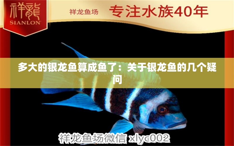 多大的銀龍魚算成魚了：關(guān)于銀龍魚的幾個(gè)疑問 水族問答 第2張