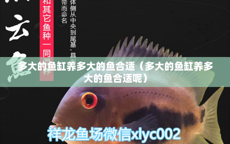 多大的魚(yú)缸養(yǎng)多大的魚(yú)合適（多大的魚(yú)缸養(yǎng)多大的魚(yú)合適呢）