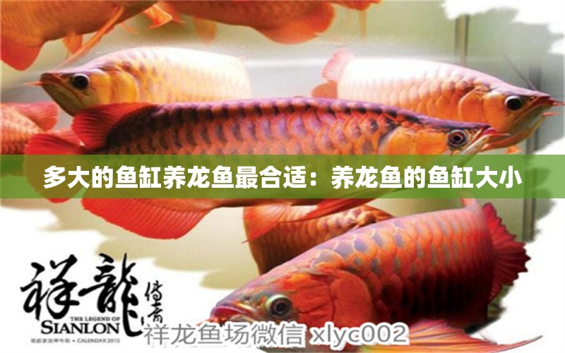 多大的魚缸養(yǎng)龍魚最合適：養(yǎng)龍魚的魚缸大小 水族問答 第2張