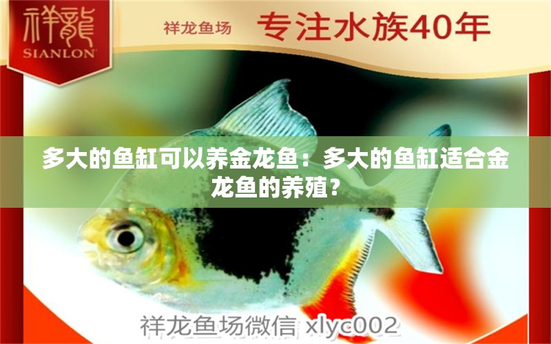 多大的魚缸可以養(yǎng)金龍魚：多大的魚缸適合金龍魚的養(yǎng)殖？ 水族問答