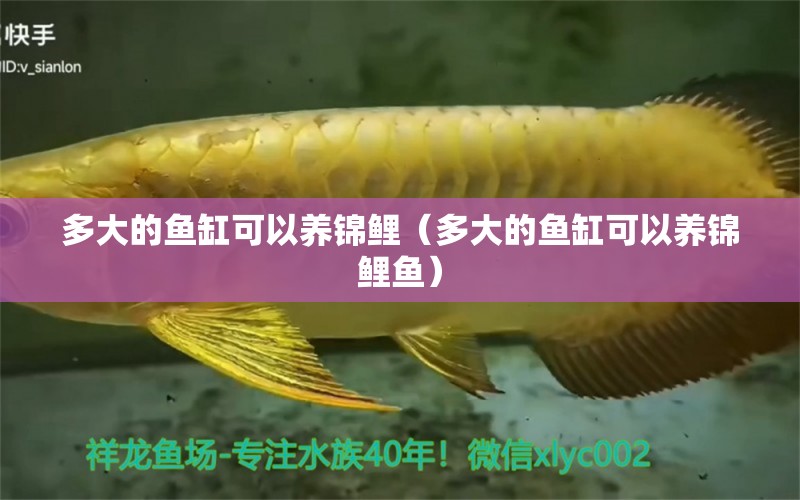 多大的魚缸可以養(yǎng)錦鯉（多大的魚缸可以養(yǎng)錦鯉魚） 祥龍水族醫(yī)院