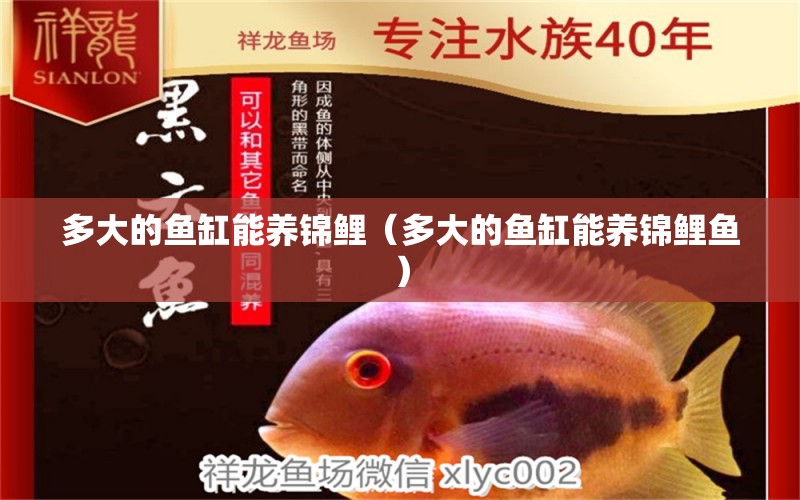 多大的魚缸能養(yǎng)錦鯉（多大的魚缸能養(yǎng)錦鯉魚）