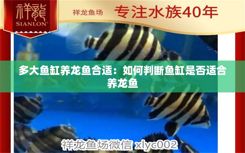 多大魚缸養(yǎng)龍魚合適：如何判斷魚缸是否適合養(yǎng)龍魚 水族問答