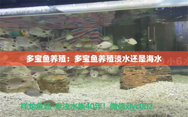 多寶魚養(yǎng)殖：多寶魚養(yǎng)殖淡水還是海水