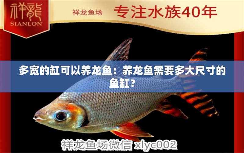 多寬的缸可以養(yǎng)龍魚：養(yǎng)龍魚需要多大尺寸的魚缸？ 水族問答 第2張