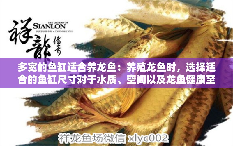 多寬的魚缸適合養(yǎng)龍魚：養(yǎng)殖龍魚時，選擇適合的魚缸尺寸對于水質、空間以及龍魚健康至關重要 水族問答 第2張