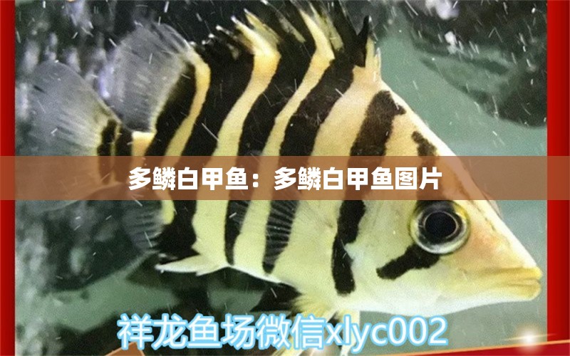 多鱗白甲魚：多鱗白甲魚圖片 生態(tài)瓶/創(chuàng)意缸/桌面微景缸