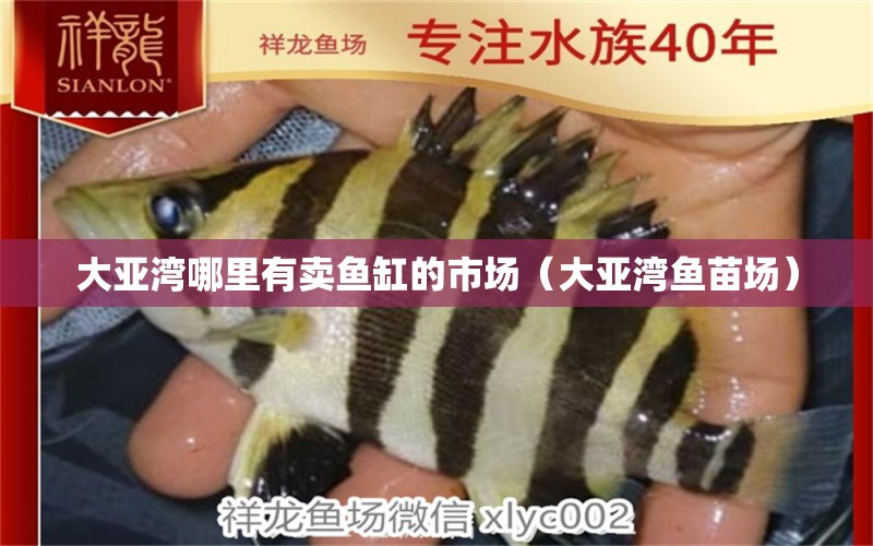 大亞灣哪里有賣(mài)魚(yú)缸的市場(chǎng)（大亞灣魚(yú)苗場(chǎng)） 野生地圖魚(yú)