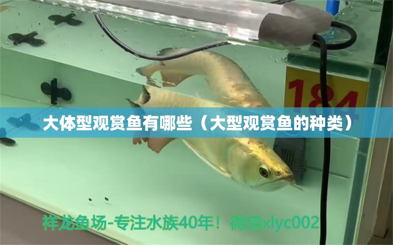 大體型觀賞魚有哪些（大型觀賞魚的種類） 豹紋夫魚苗 第2張