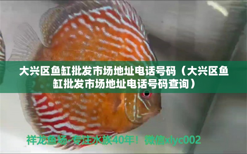 大興區(qū)魚缸批發(fā)市場地址電話號(hào)碼（大興區(qū)魚缸批發(fā)市場地址電話號(hào)碼查詢） 飛鳳魚