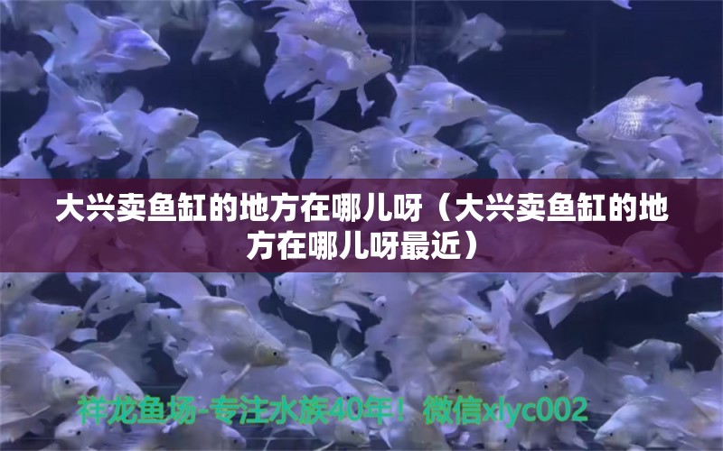 大興賣(mài)魚(yú)缸的地方在哪兒呀（大興賣(mài)魚(yú)缸的地方在哪兒呀最近）