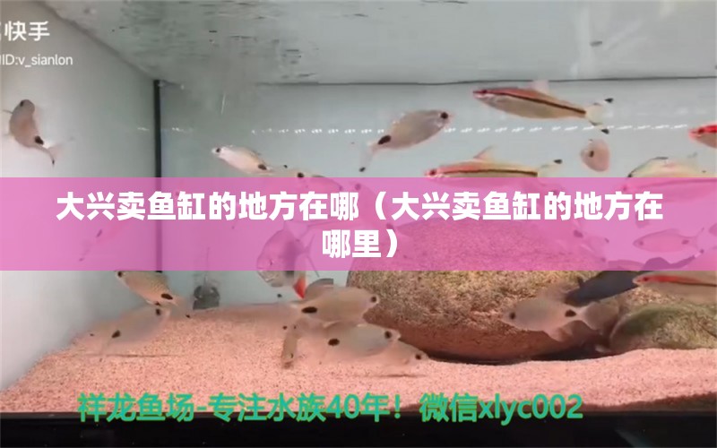 大興賣(mài)魚(yú)缸的地方在哪（大興賣(mài)魚(yú)缸的地方在哪里）