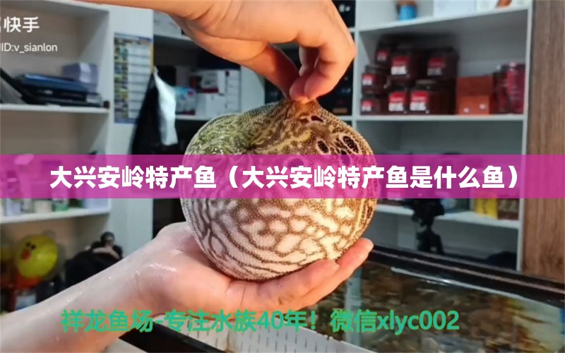 大興安嶺特產(chǎn)魚（大興安嶺特產(chǎn)魚是什么魚） 廣州龍魚批發(fā)市場(chǎng)