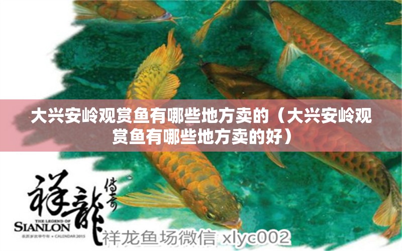 大興安嶺觀賞魚有哪些地方賣的（大興安嶺觀賞魚有哪些地方賣的好）