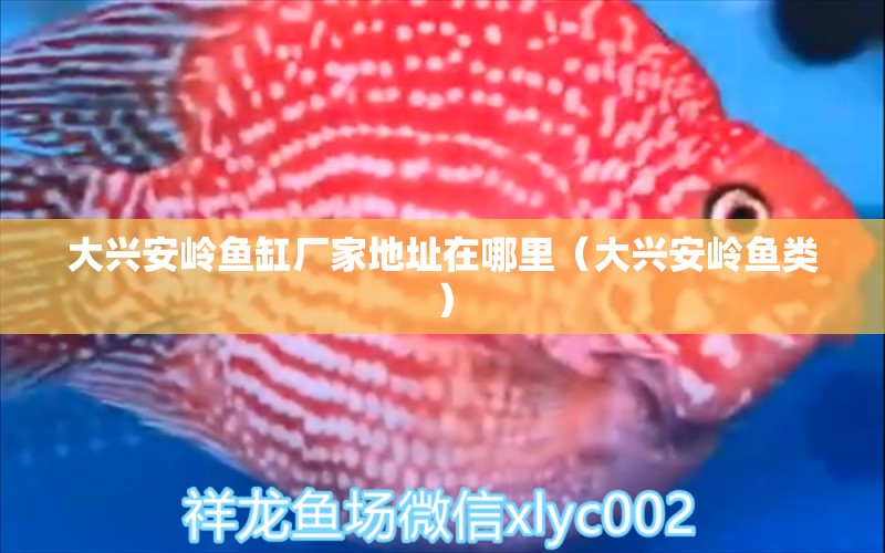 大興安嶺魚(yú)缸廠家地址在哪里（大興安嶺魚(yú)類） 觀賞魚(yú)市場(chǎng)（混養(yǎng)魚(yú)）