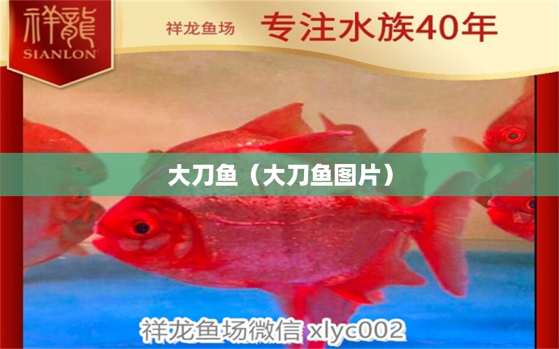 大刀魚（大刀魚圖片）