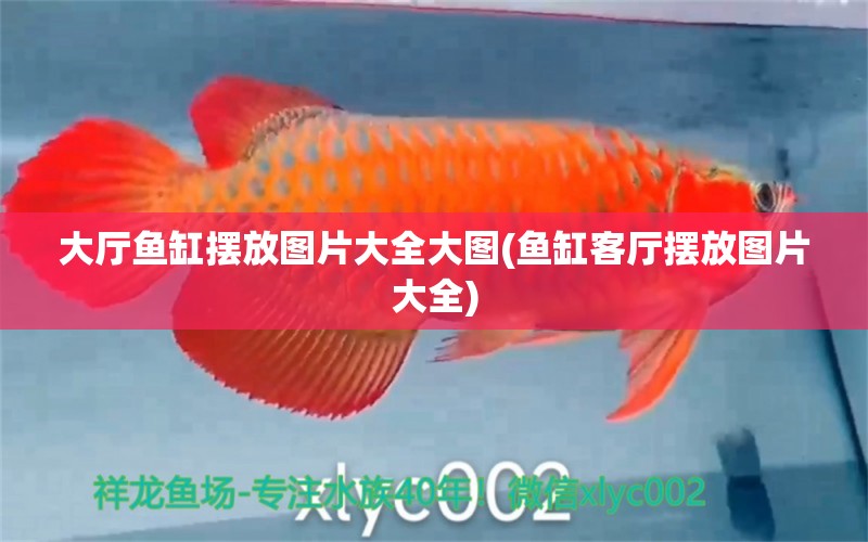 大廳魚缸擺放圖片大全大圖(魚缸客廳擺放圖片大全)