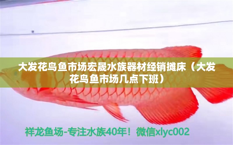 大發(fā)花鳥魚市場宏晟水族器材經(jīng)銷攤床（大發(fā)花鳥魚市場幾點下班） 全國水族館企業(yè)名錄