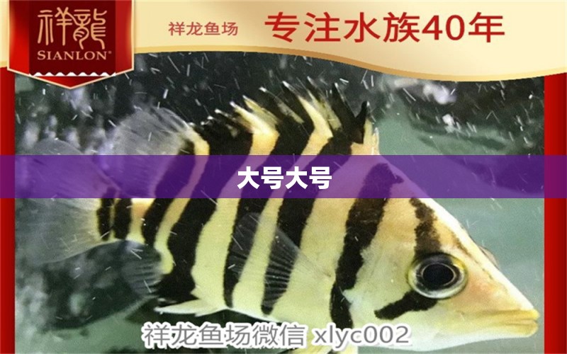 大號大號 粗線銀版魚