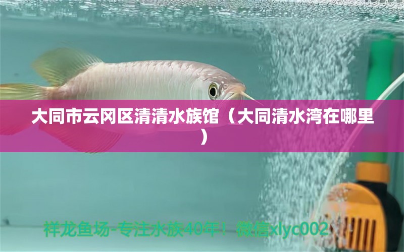 大同市云岡區(qū)清清水族館（大同清水灣在哪里）