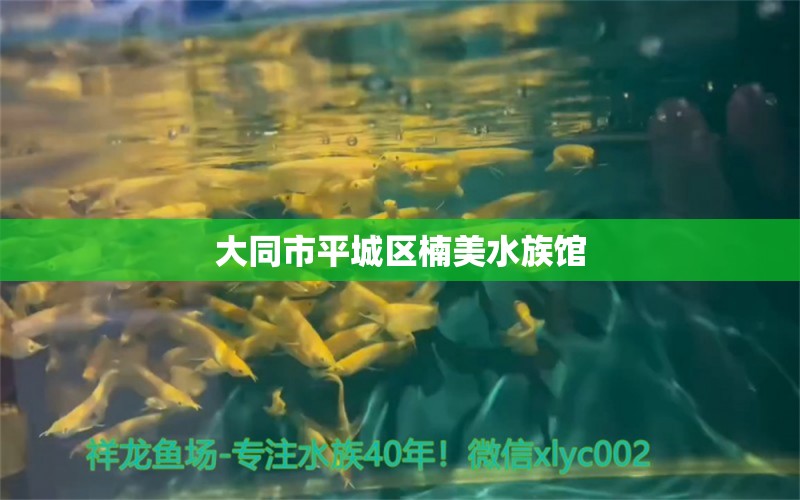 大同市平城區(qū)楠美水族館