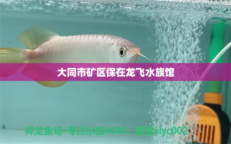 大同市礦區(qū)保在龍飛水族館 全國水族館企業(yè)名錄