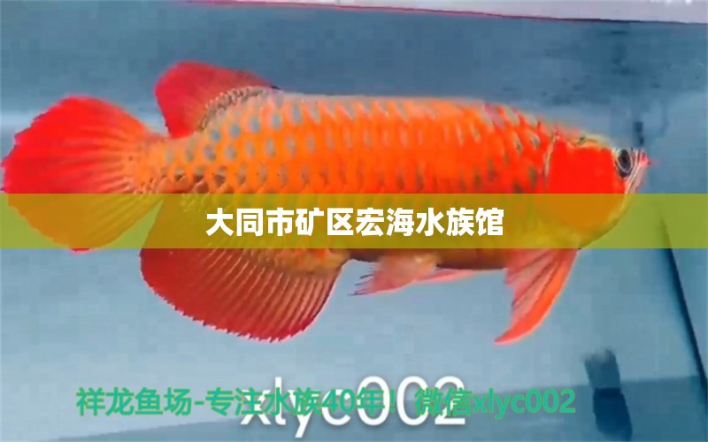 大同市礦區(qū)宏海水族館