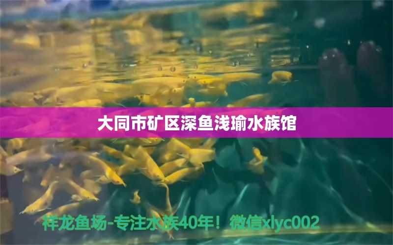 大同市礦區(qū)深魚淺瑜水族館