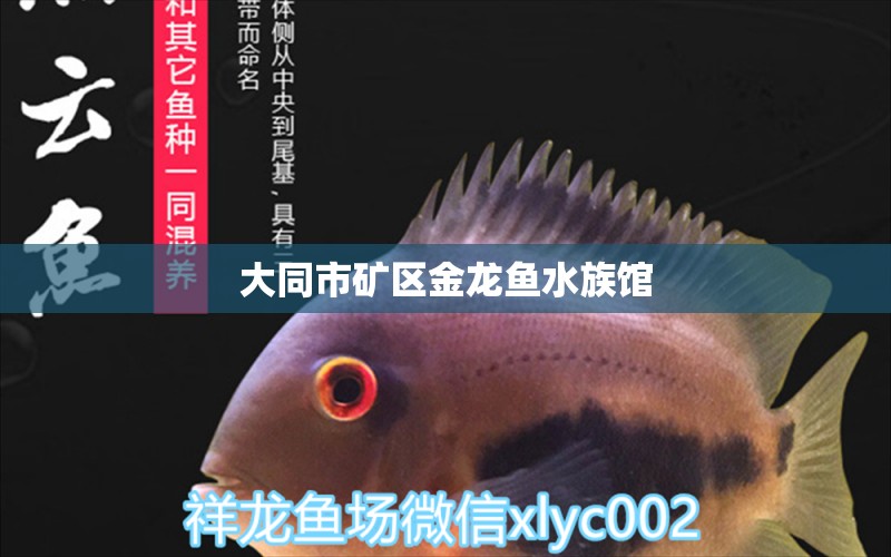 大同市礦區(qū)金龍魚水族館