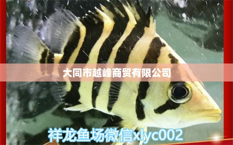 大同市越峰商貿(mào)有限公司 全國(guó)水族館企業(yè)名錄