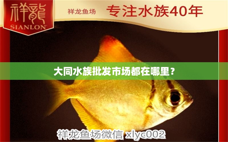 大同水族批發(fā)市場都在哪里？