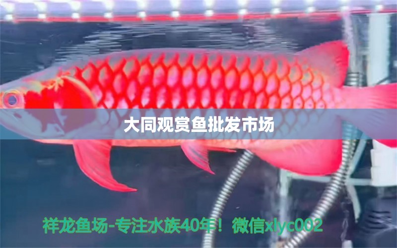 大同觀賞魚批發(fā)市場